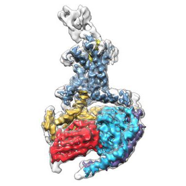 Calcitonin GPCR